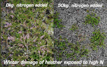 Culardoch nitrogen damage