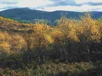 woodland invasion into moorlands pic