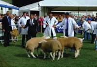 Sheep at show pic