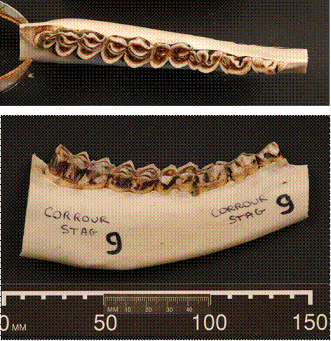 Figure 1a. Top and lateral view of a mandible of a stag of 11 years old