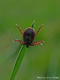 Biodiversity research pic