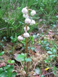 Pyrola media Scottish species action framework