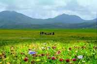 Machair pic