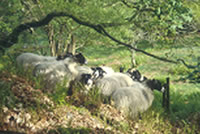 Heritage sheep pic