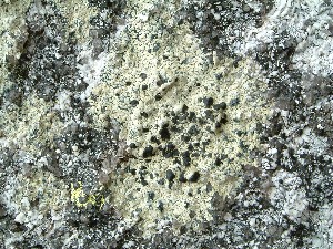 Calvitimela armeniaca, a species restricted to high-altitude boulders.