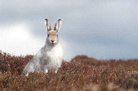 Biodiversity research pic